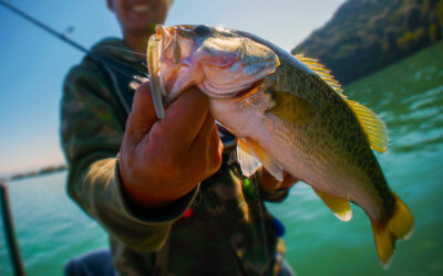 Mastering Bass Fishing